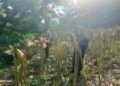 Panen Jagung di Sebatik Tengah, Polsek Sebatik Barat Perkuat Dukungan Ketahanan Pangan