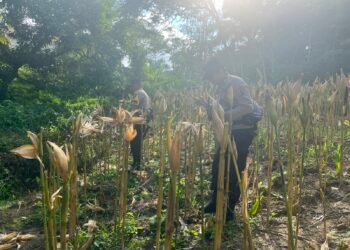 Panen Jagung di Sebatik Tengah, Polsek Sebatik Barat Perkuat Dukungan Ketahanan Pangan
