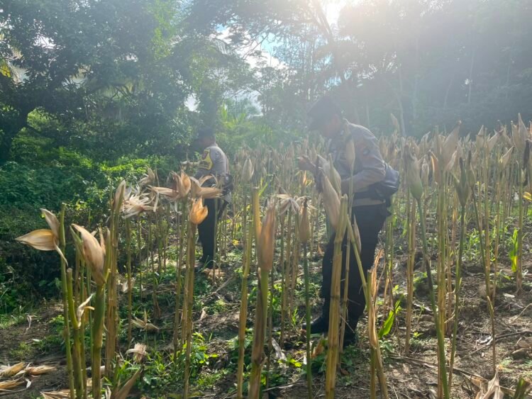 Panen Jagung di Sebatik Tengah, Polsek Sebatik Barat Perkuat Dukungan Ketahanan Pangan