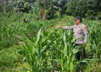 Polres Tarakan Terus Dampingi Petani, Pertumbuhan Jagung Poktani Flora Fauna Menjanjikan