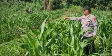 Polres Tarakan Terus Dampingi Petani, Pertumbuhan Jagung Poktani Flora Fauna Menjanjikan