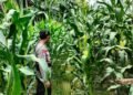 Bhabinkamtibmas Polres Tarakan Dampingi Petani Jagung, Perkuat Ketahanan Pangan