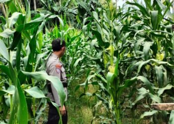 Bhabinkamtibmas Polres Tarakan Dampingi Petani Jagung, Perkuat Ketahanan Pangan