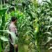 Bhabinkamtibmas Polres Tarakan Dampingi Petani Jagung, Perkuat Ketahanan Pangan