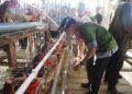Gubernur Zainal: Panen Perdana Ayam Petelur Awal Kebangkitan Peternakan Kaltara