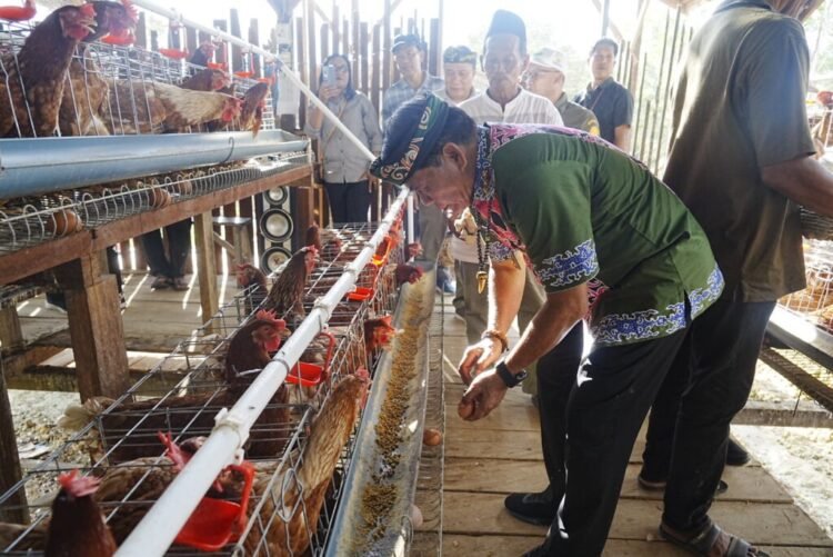 Gubernur Zainal: Panen Perdana Ayam Petelur Awal Kebangkitan Peternakan Kaltara