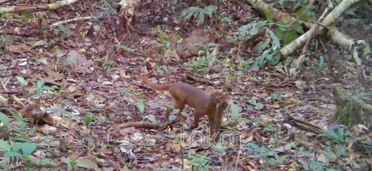Kucing Merah Kalimantan, Satwa Langka yang Menyimpan Banyak Misteri