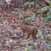 Kucing Merah Kalimantan, Satwa Langka yang Menyimpan Banyak Misteri