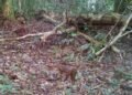 Setelah 20 Tahun, Kucing Merah Kalimantan Kembali Terekam di Hutan TNKM
