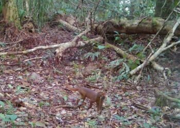 Setelah 20 Tahun, Kucing Merah Kalimantan Kembali Terekam di Hutan TNKM