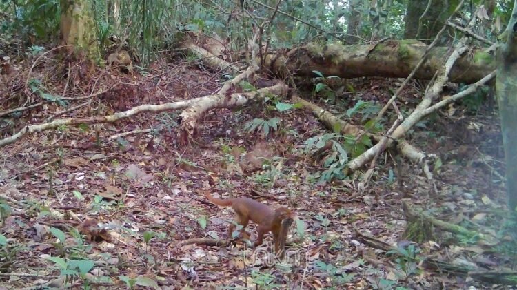 Setelah 20 Tahun, Kucing Merah Kalimantan Kembali Terekam di Hutan TNKM